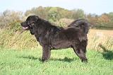 DOGUE DU TIBET 619